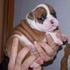 Pups_1_thumb