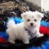 Two Cute male and female maltese puppies for free adoption