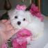 Two Cute male and female maltese puppies for free adoption - Kingston - Kingston
