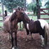ENCUENTROS ROMANTICOS EN HOTEL RURAL SAN IGNACIO COUNTRY CLUB - Misiones - San Juan Bautista