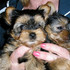 AKC Male and Female T-Cup Yorkie Puppies For Adoption