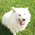 Samoiedos - Animais de estimação - Aveiro - Açores