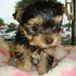 Male and Female Teacup Yorkie Puppies For Free Adoption