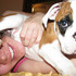 belo cachorro Bulldog Inglês
