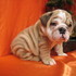 Inglês bulldog cachorros para adopção