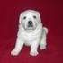 cute and adorable male and female labrador puppies for new homes