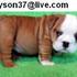 Sweetest and Cute Looking English Bulldog Puppies For re-homing