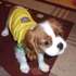 Cute Cavalier King Charles Spaniel Puppies