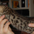 Bengala gatinha para adopção