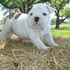 adorable bulldog puppy for adoption