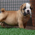 Top Quality English Bulldog Puppies For Adoption