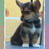 WELSH CORGI PEMBROKE(HEMBRA) - Guanajuato - León