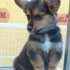WELSH CORGI PEMBROKE(HEMBRA) - Guanajuato - León