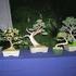  INVITA A LA EXPOSICION DE OTOÑO DE LA ASOCIACION CHILENA DE BONSAI