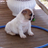  bulldog Inglês para adopção
