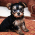 Cute And Lovely Male and Female Teacup Yorkie Puppy For Free Adopti