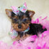 WOW!!  FREE TEA CUP YORKIE PUPPIES AVAILABLE.(evachelsea2009@gmail.