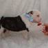 lindo y adorable bulldog cachorros para vender 250 €    Estos cac