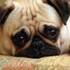 Adorable Pug  puppy for free adoption