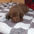 Fêmeas Labrador - Chocolate