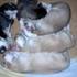 vendo lindos cachoros y cachoras lobos siberianos.