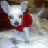 CHIHUAHUEÑOS PEQUEÑITOS