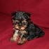 VENDO HERMOSOS YORKSHIRE