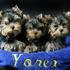 afectuoso Yorkie vaso de cachorros para la adopción libre 