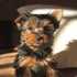 excellente,sanos,macho y hembra chachoros yorkie para la venta