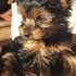 excellente,sanos,macho y hembra chachoros yorkie para la venta - Mascotas - Córdoba - Todo