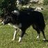 PERRO BORDER COLLIE EXTRAVIADO - Montevideo - Montevideo