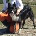 PERRO BORDER COLLIE EXTRAVIADO - Montevideo - Montevideo