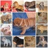 Sharpei & Chow-Chow Com Língua Azul e Ruguinhas.www.caosharpei.com