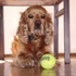Bruno_perdido_thumb