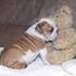  Amazing darling little bulldog puppies 