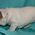  Eglish bulldogs para venda
