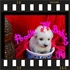 ** * POODLE MICRO E POODLE TOY* VERDADEIROS BIBELOS ***
