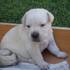 Labradores Retriever - Animais de estimação - Aveiro - Açores
