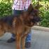PASTORES ALEMÃES DE QUALIDADE - Animais de estimação - Aveiro - Açores