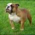 BULDOG  L.D.S UNICO EN BOGOTA  