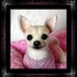 Chihuahua adorable cachorro en busca de buenas y bonitas casa
