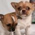 	 excelente chihuahua cachorros