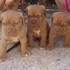 DOGO DE BURDEOS CACHORROS CRIADERO DOGO DE BURDEOS  - Táchira - San Cristóbal