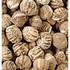 venta de semilla y plantas de teca , roble , cedro,acacia, cedro,..