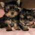 Baby Face Tea Cup Yorkie Puppies For Free Adoption.