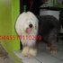 Antiguo Pastor Ingles Cachorros de Calidad pura Raza 