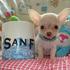 bonitão chihuahua cachorros para adopção