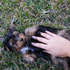 Affectionate Yorkie Puppies For Adoption