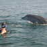 Tour con delfines en el mar de Puerto Vallarta