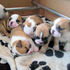 Pups_thumb